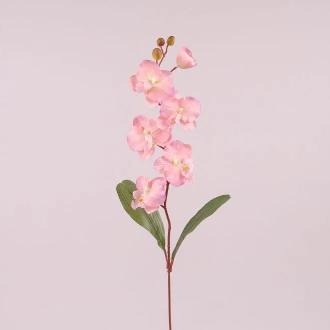 Цветок Фаленопсис Flora Розовый (73015)
