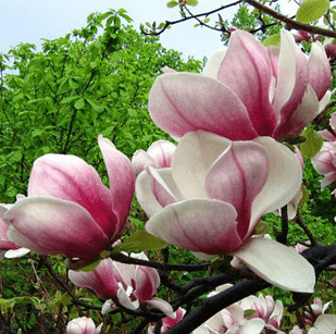 Саженец магнолии Lennei Soulangeana Р9 (1194883306) Саженец магнолии Lennei Soulangeana Р9 (1194883306)