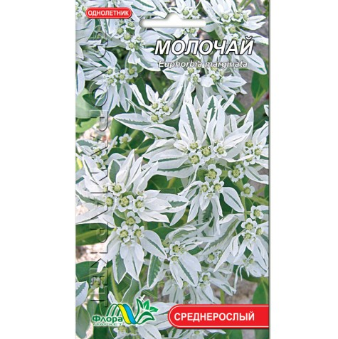Семена Молочай невеста белая однолетняя среднерослая 0,5 г (26334)