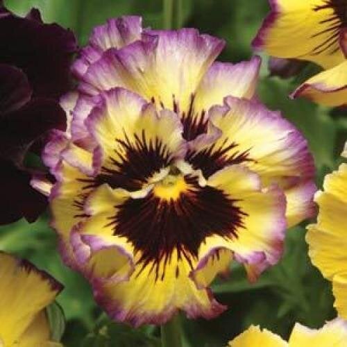 Семена цветов Виола FRIZZLE SIZZLE F1 Lemonberry PanAmerican 100 шт. (BN10119-3)