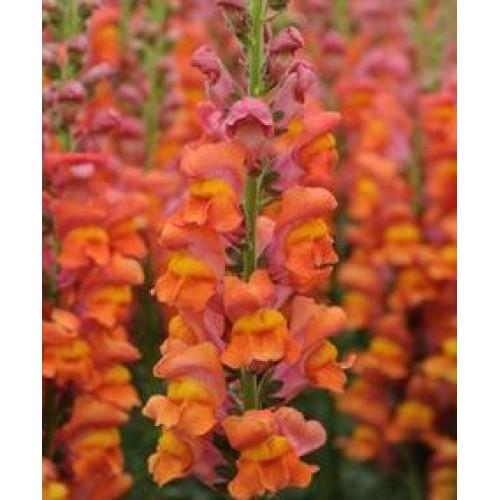 Семена цветов Львиный зев Overture II F1 Orange Syngenta 100 шт. (BN09127 3)