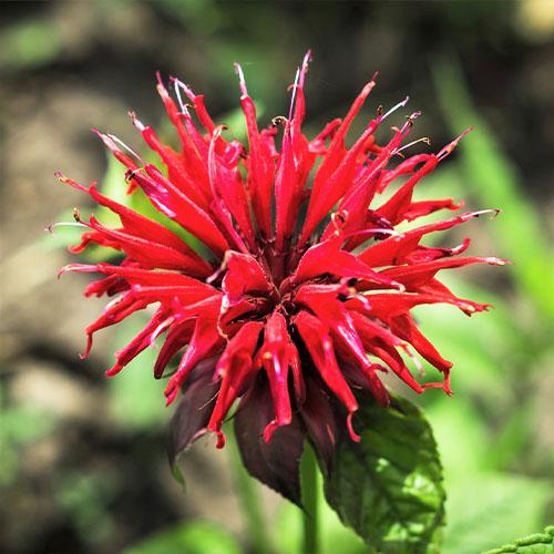 Монарда Florium Fireball (5535)