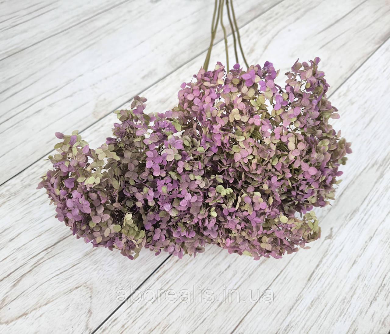 Сухоцвіти квіти гортензії 3-4 шт. Фіолетовий (2702917611)