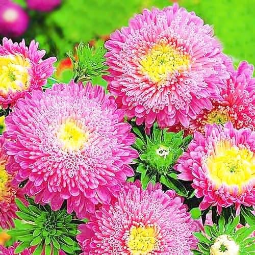 Семена Астра Florium Принцесса Сильва (13346)
