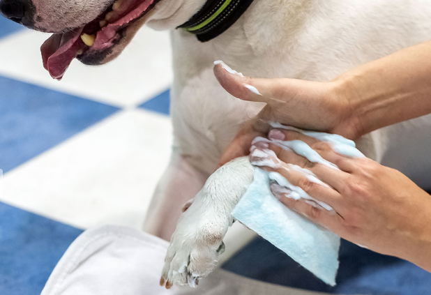 Губки одноразовые для собак Dog Sponge с шампунем 12х20 см 10 шт. - фото 5