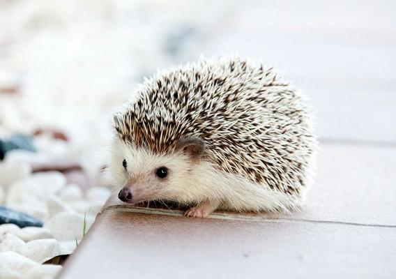 Картина по номерам Brushme Ежик 40x50 см (skl-BS21716-Box)