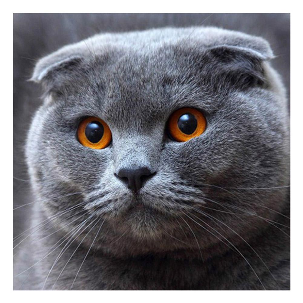 Алмазная мозаика DIY Веслоухий кот 20х20 см (Diy-f005)