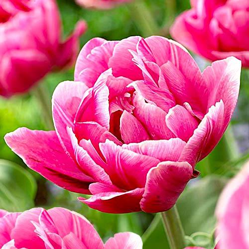 Тюльпан Florium Pink Cameo (17915) Тюльпан Florium Pink Cameo (17915)