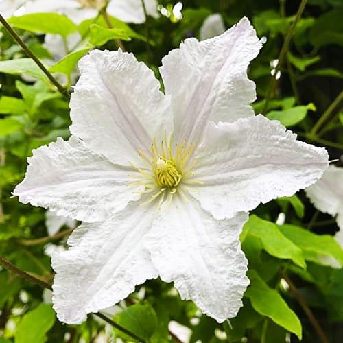 Клематис Prince George Florium
