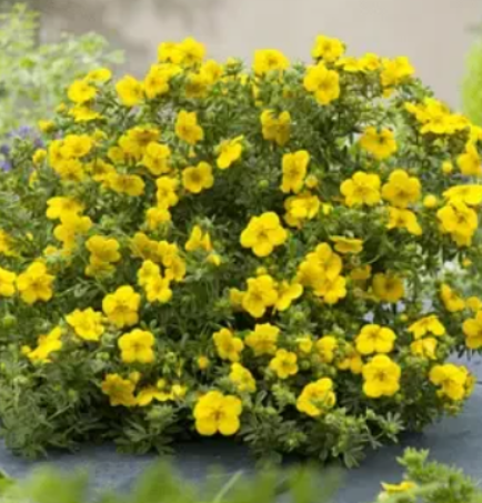 Саджанці перстачу чагарникового Potentilla Bella Lindsey в горщику 0,5 л