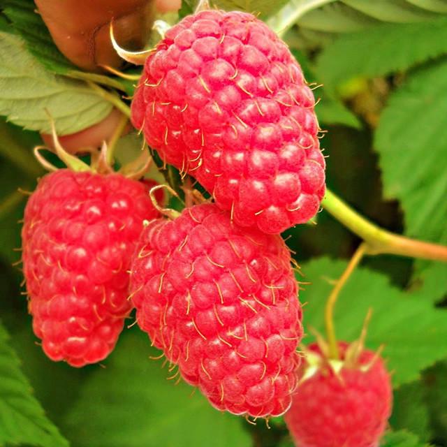 Саженец летней малины средне-ранняя бесшипная (582777378)