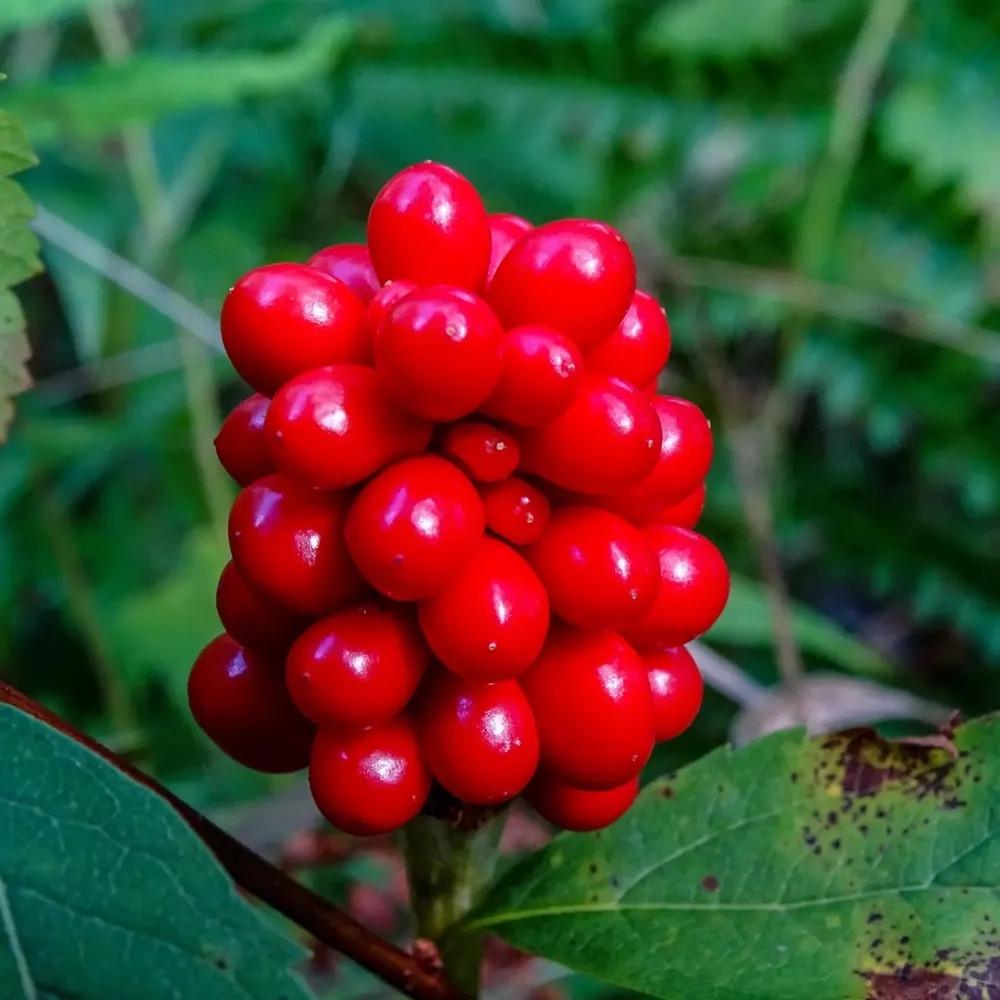 Семена женьшень обыкновенный Panax ginseng 5 шт.