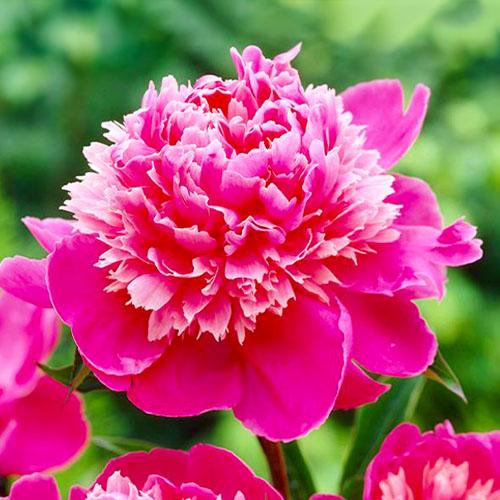 Пион Florium Mme Emile Debatene (18908)