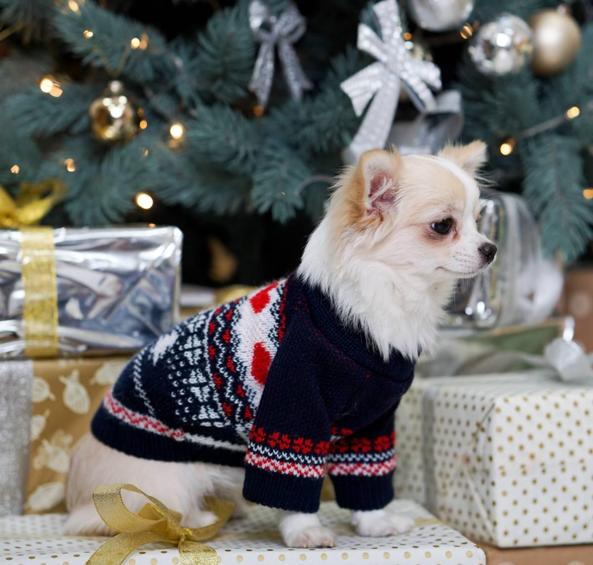 Светр для собак в'язаний New Year Y-242 р. 3 Синій (73696250)