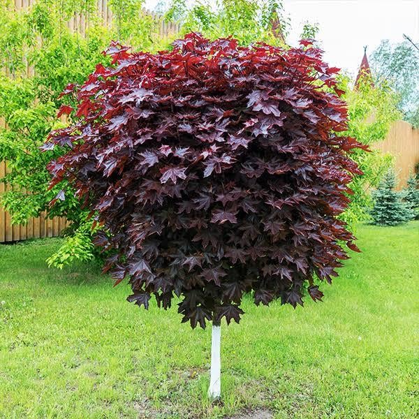 Саджанець клену приитого червонолистого на штабі (2475628669)