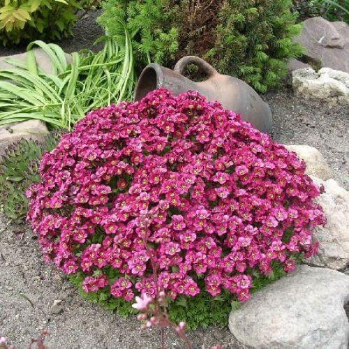 Саженцы камнеломки Арденса розовая Saxifraga Arendsii в горшке 0,5 л