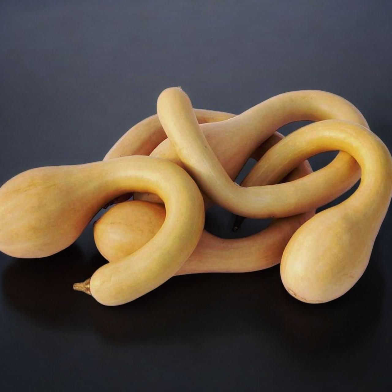 Семена Тыква Тромболино де Альбенга Cucurbita moschata 5 шт. (2521519969)