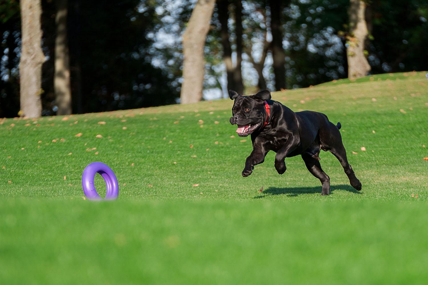 Тренировочный снаряд для собак Puller Maxi 30 см (6492) - фото 5