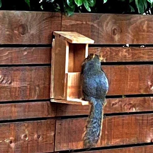 Годівниця для білок з дерева Фундук Сієна (ДДБ-000105) - фото 4