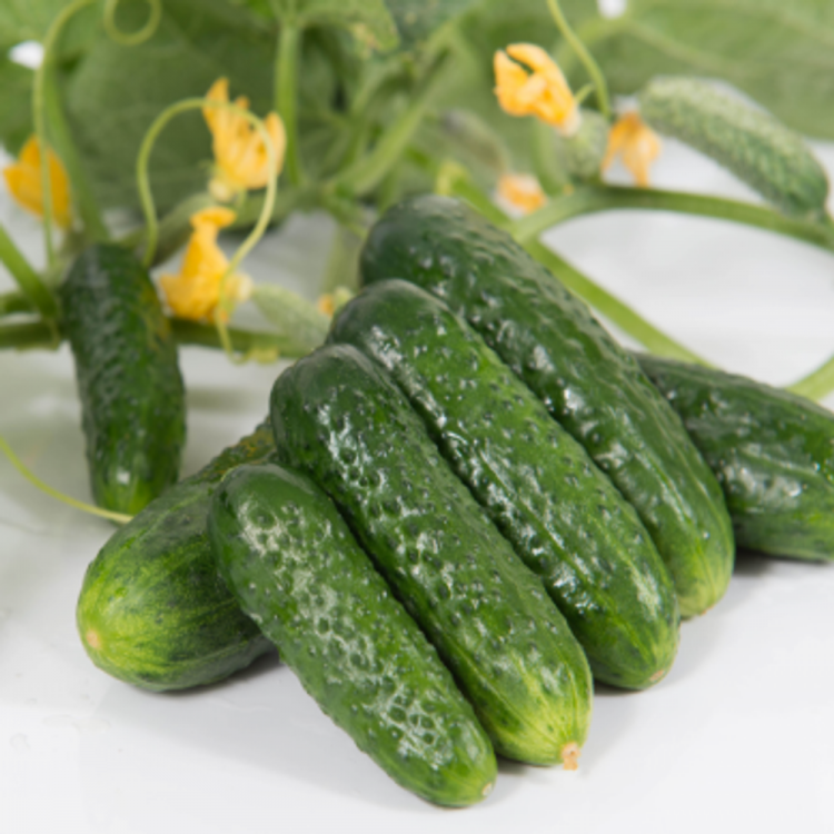 Семена огурца Nunhems Проликс F1 10 шт. (38666)