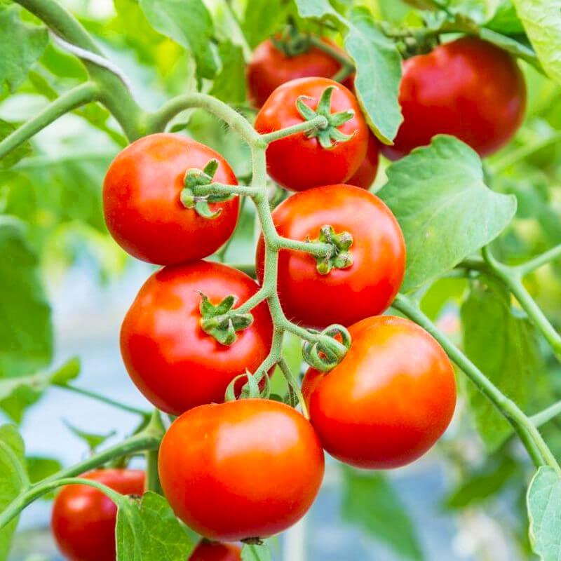 Семена томата Толстой F1 Bejo 20 шт. (1747129568)