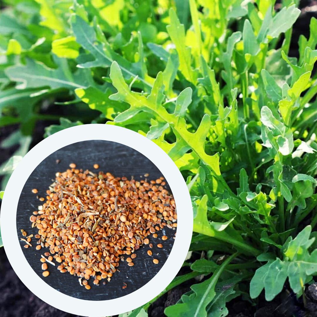 Семена Руккола GL Seeds 1 г около 700 шт. (RS-00225)