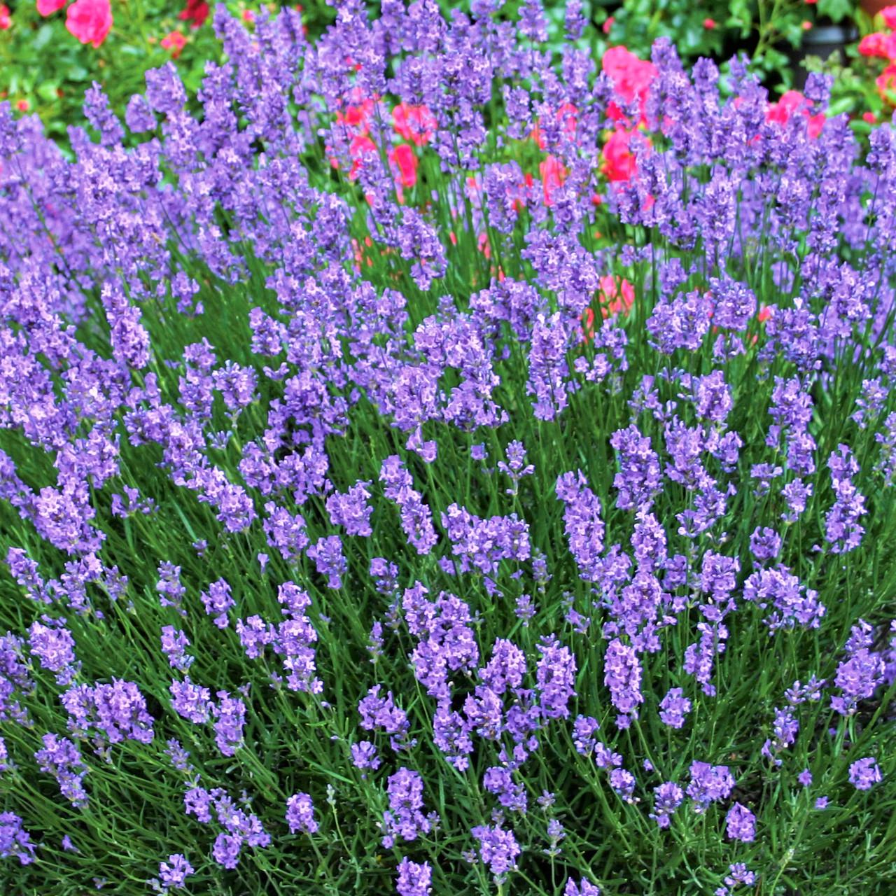 Саженец лаванды узколистной Б Lavandula angustifolia Blue Scent Early Р9 (1477185536)