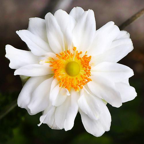 Анемона Florium Whirlwind (3914)