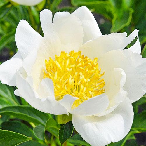 Пион Florium Jan van Leeuwen (9684)