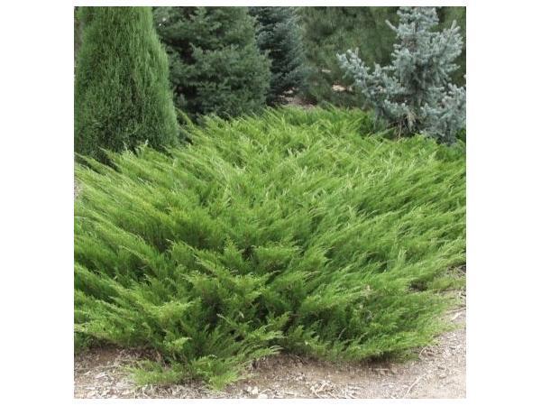 Саджанці ялівець козацький у горщику 0,5 л Саджанці ялівець козацький у горщику 0,5 л