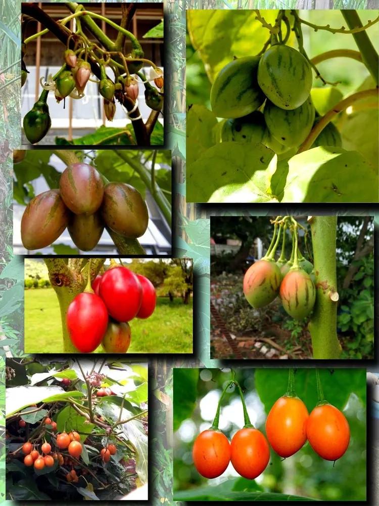 Семена Тамарилло зимостойкий Cyphomandra 20 шт. - фото 4