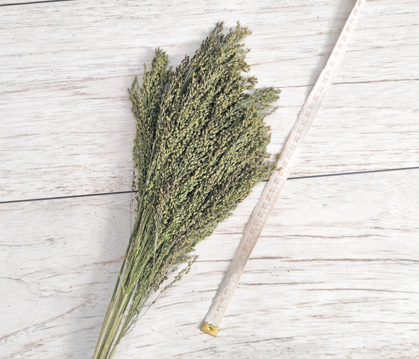 Сухоцвіт африканське просо 10 шт. (2707862234) - фото 4