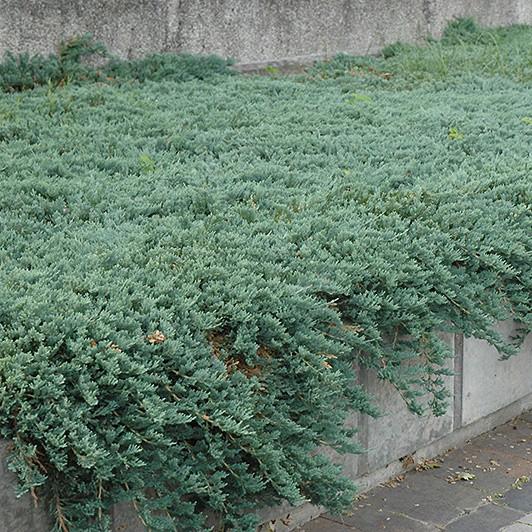 Саджанець ялівцю горизонтального Juniperus horizontalis Icee Blue Р9 (644866592) - фото 2 Саджанець ялівцю горизонтального Juniperus horizontalis Icee Blue Р9 (644866592) - фото 2