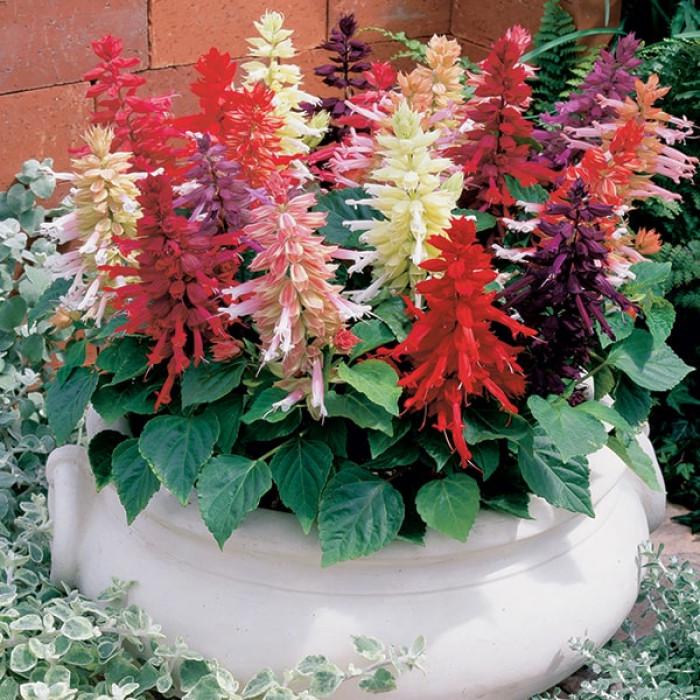 Семена цветов Floranova Сальвия блестящая Sizzler Formula Mix 1000 шт. (BN08660)