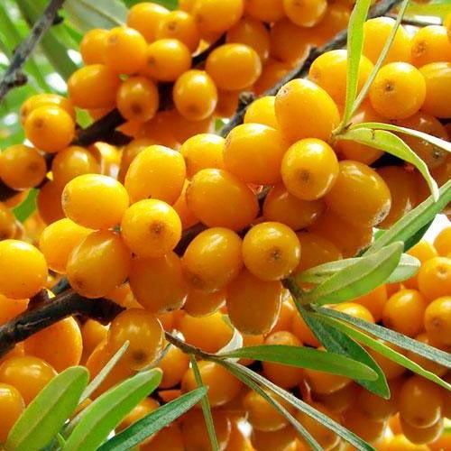 Саджанець Обліпиха Чуйська солодка хлопчик/дівчинка комплект 2шт ранній термін дозрівання (45707) Саджанець Обліпиха Чуйська солодка хлопчик/дівчинка комплект 2шт ранній термін дозрівання (45707)