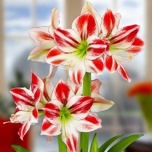 Амариліс Florium Ambiance (11155) - фото 2 Амариліс Florium Ambiance (11155) - фото 2