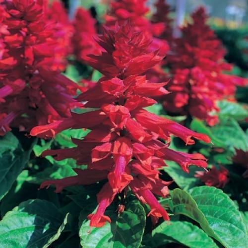 Семена цветов Floranova Сальвия блестящая Sizzler Burgundy 250 шт. (BN08655-2)