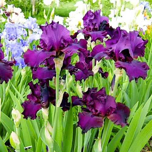 Ірис Florium Lenten Prayer (18219) - фото 3