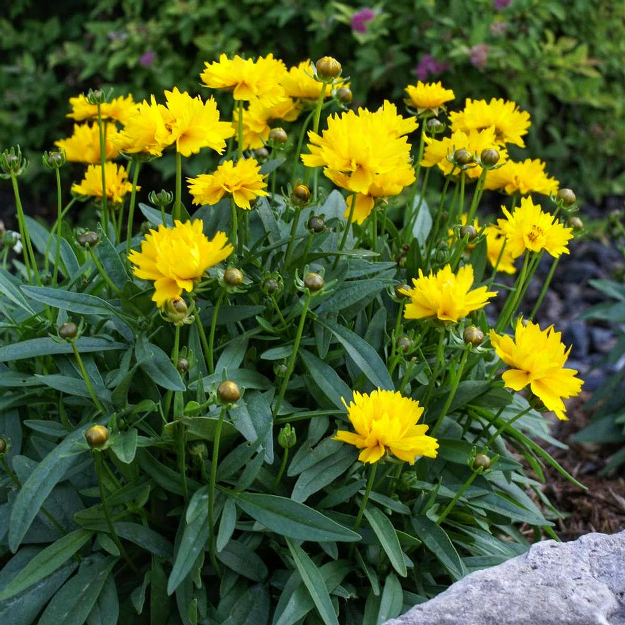 Кореопсис крупноцветковый Престо Coreopsis grandiflora Presto 1 шт. (38287585) Кореопсис крупноцветковый Престо Coreopsis grandiflora Presto 1 шт. (38287585)