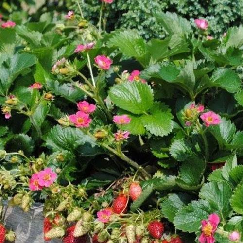 Сажанец Клубника Ампельная Вечность S1 Eternity S1 ремонтантный сладкий сорт (178619)