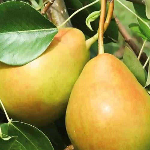 Сажанець Груша Геллерт осінній сорт середній термін дозрівання (101978)