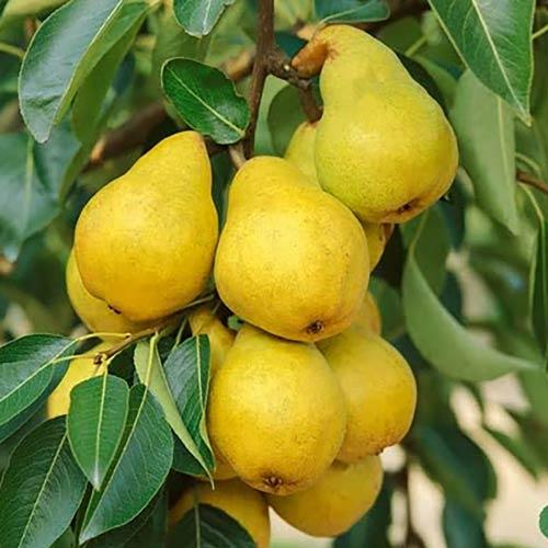 Саженцы груши колоновидной Медовая позднеосеннего срока/сладкая/морозостойкая (1382569045)