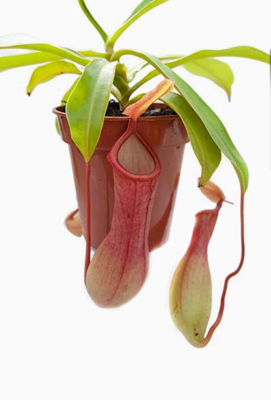 Растение хищник Непентес Салат AlienPlants Nepenthes Alata (SUN005CP)