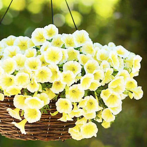 Семена Петуния Florium Береника F1 (6184)