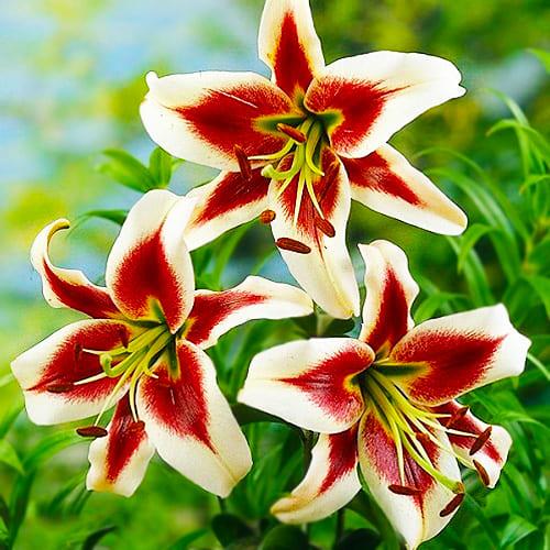 Лилия Beverly Dreams Florium - фото 3