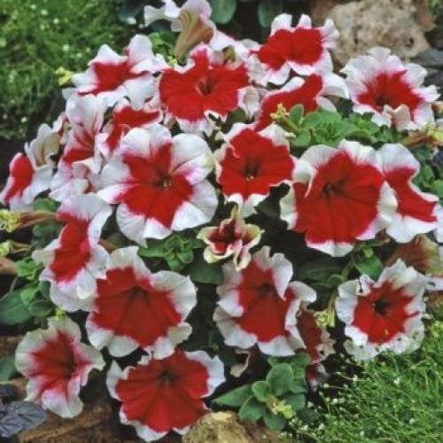 Семена цветов Farao Петуния крупноцветковая Donna F1 Picotee Red 250 шт. (BN04669-2)