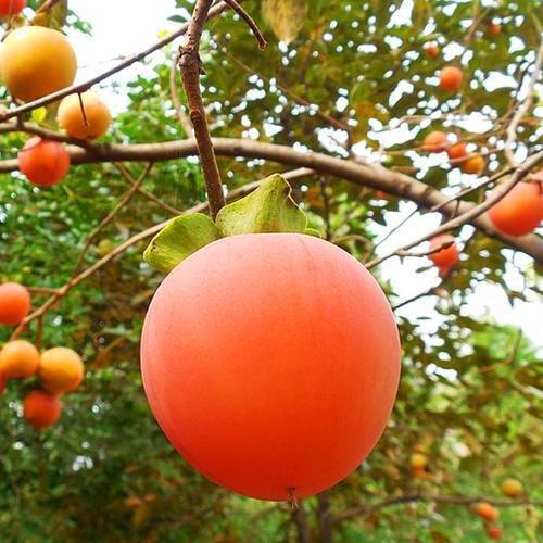 Сажанец Хурма на виргинском морозостойком подвое Божий дар высший сорт (42996)