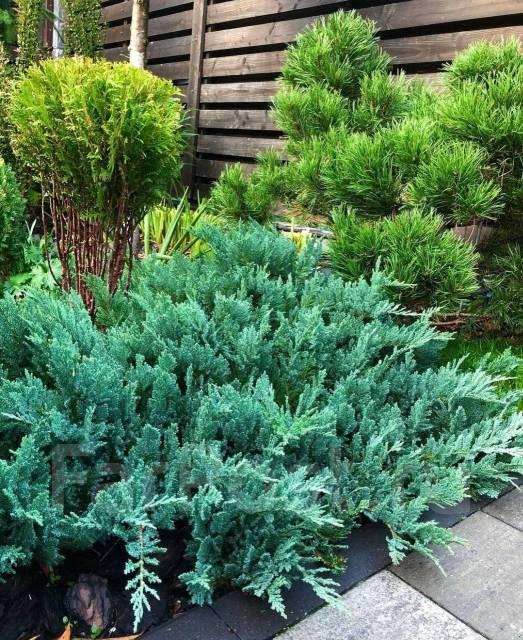 Саджанець ялівця горизонтального Блю Чіп горщик р9 (2040383464)