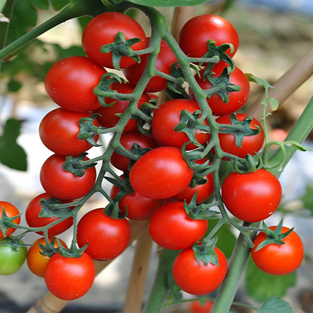 Семена помидоров WaterfallTomato Водопад 300 шт. (2488) - фото 3