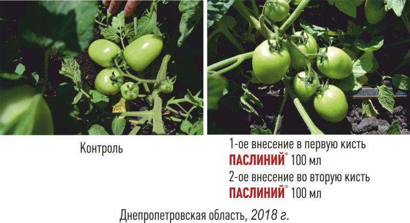 Стимулятор завязывания плодов пасленовых Паслиний 6 мл (3376) - фото 2